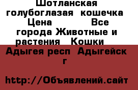 Шотланская голубоглазая  кошечка › Цена ­ 5 000 - Все города Животные и растения » Кошки   . Адыгея респ.,Адыгейск г.